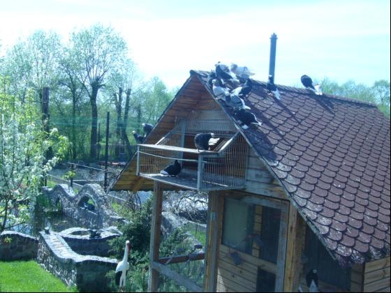 Białogłówka Gumbińska