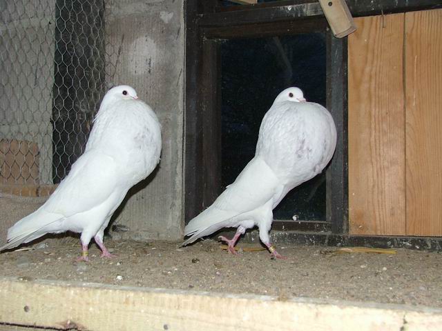 Golebie
