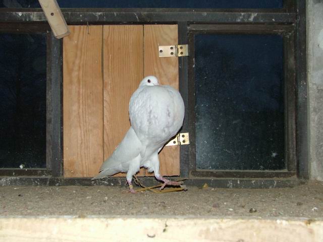 Golebie