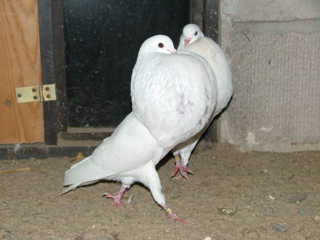 Golebie
