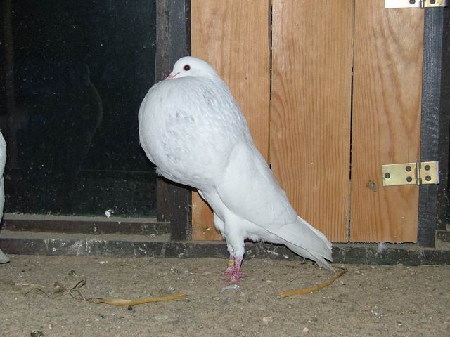 Golebie