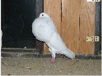 Gołębie
