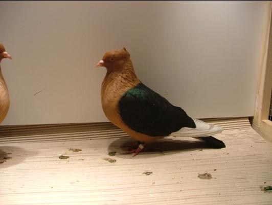 Gil