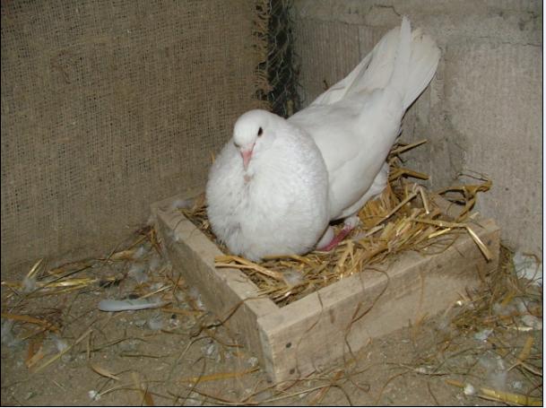 Gołębie