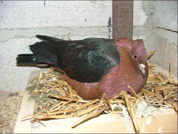 Gołębie