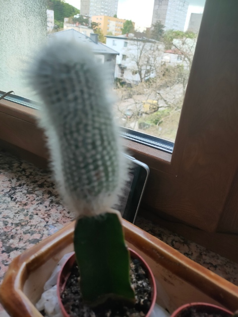 Kaktus