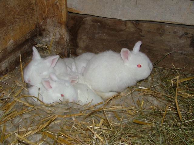 Królik