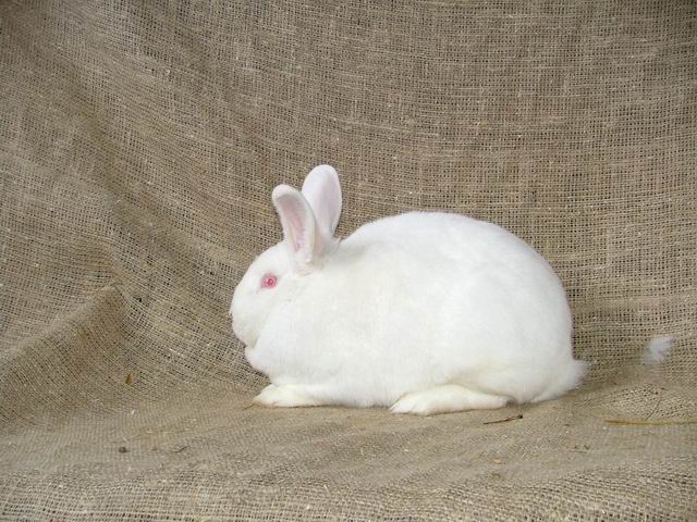 Królik