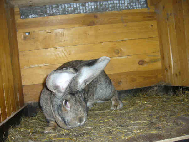 Króliki