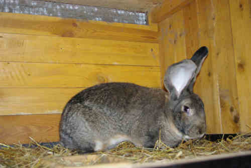 Króliki