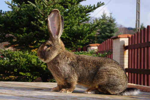 Króliki