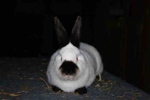 Króliki