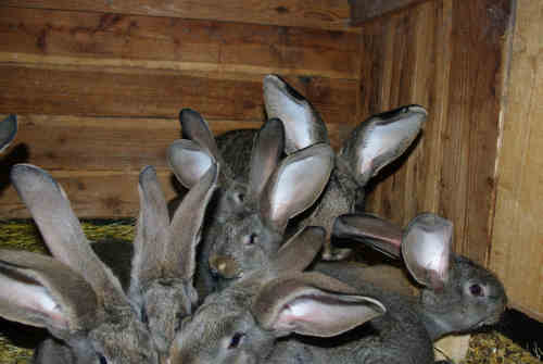 Króliki