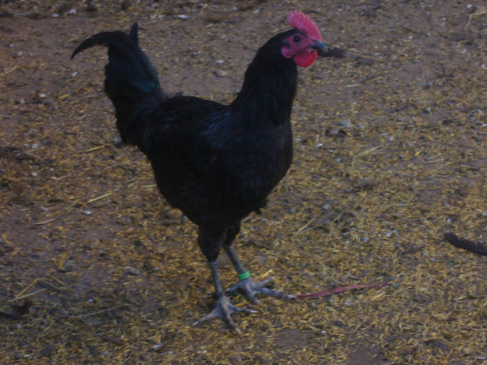 Kura