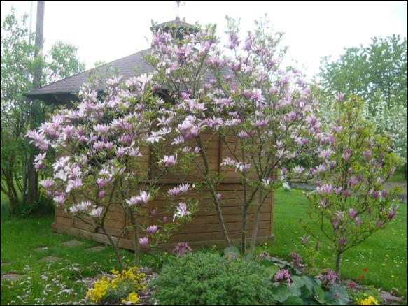 Magnolia
