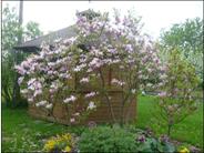 Magnolia