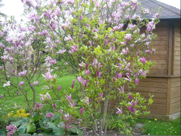 Magnolia
