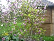 Magnolia