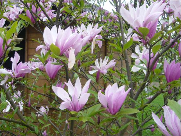 Magnolia