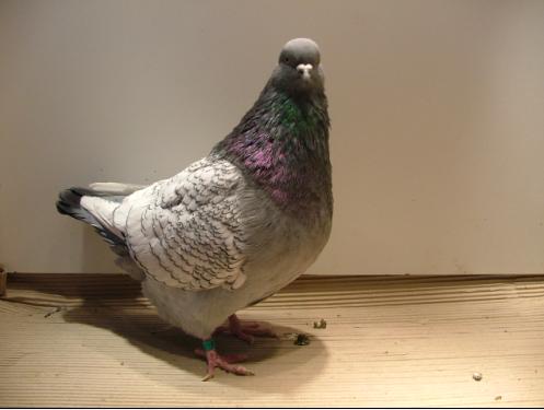 Ryś polski