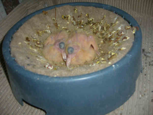 Sokół Gdańśki
