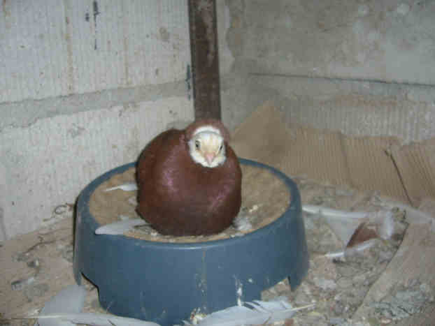 Sokół Gdańśki