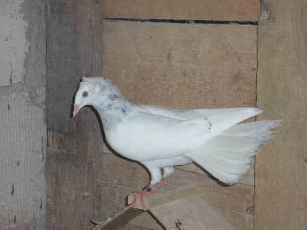 Sokół Gdańśki