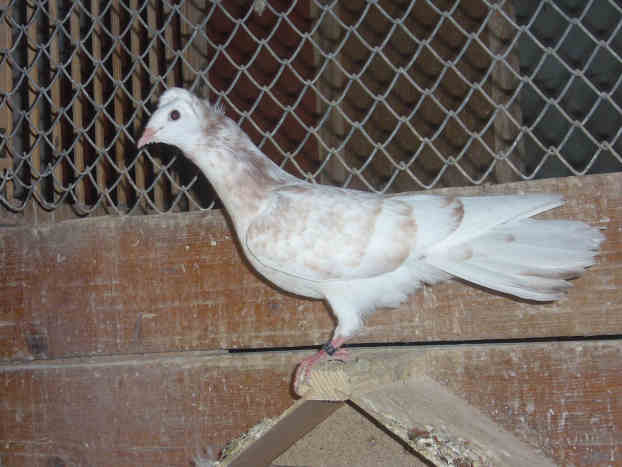 Sokół Gdańśki
