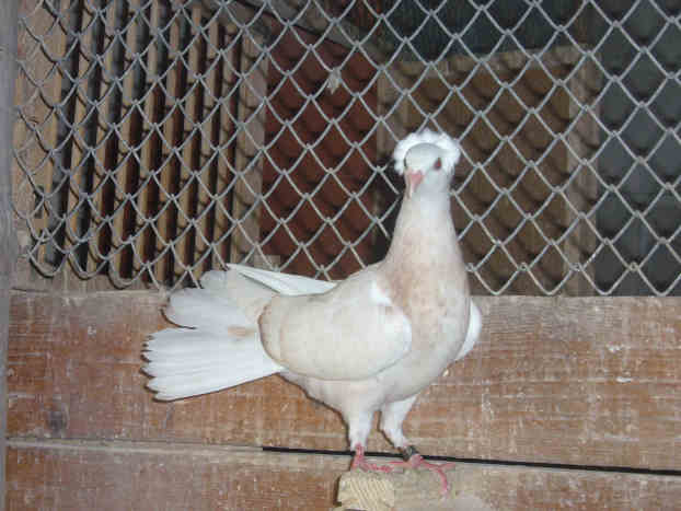 Sokół Gdańśki