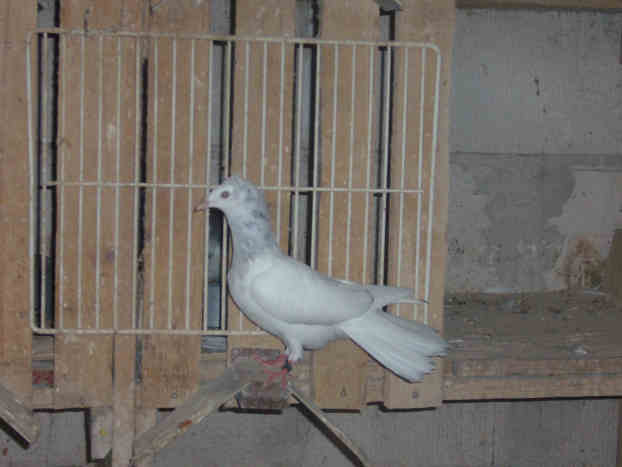Sokół Gdańśki