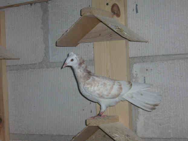 Sokół Gdańśki