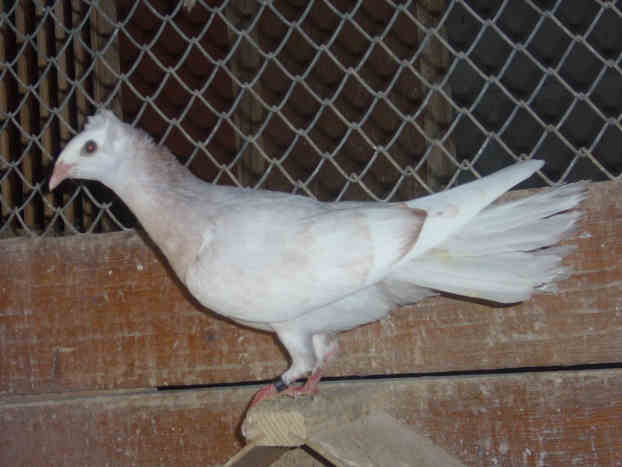 Sokół Gdańśki