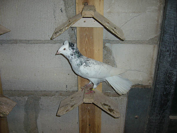 Sokółgdański