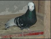 Sokół Gdańśki
