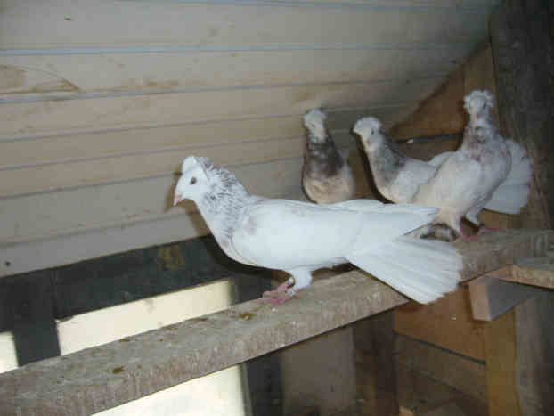 Sokół Gdańśki