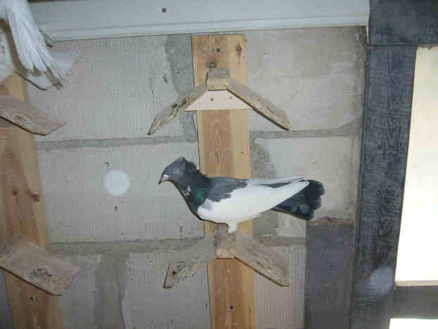 Sokół Gdańśki
