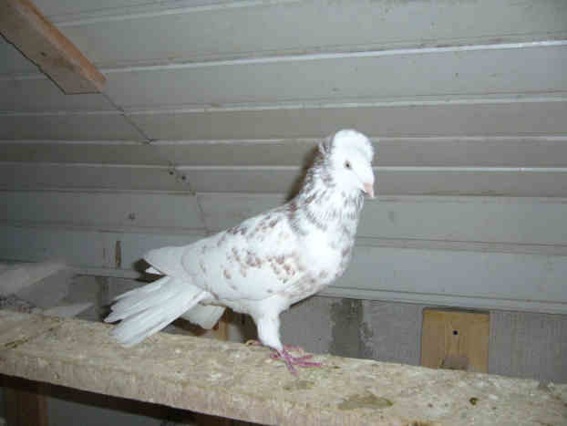 Sokół Gdańśki