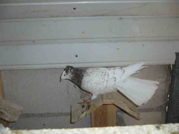 Sokół Gdańśki