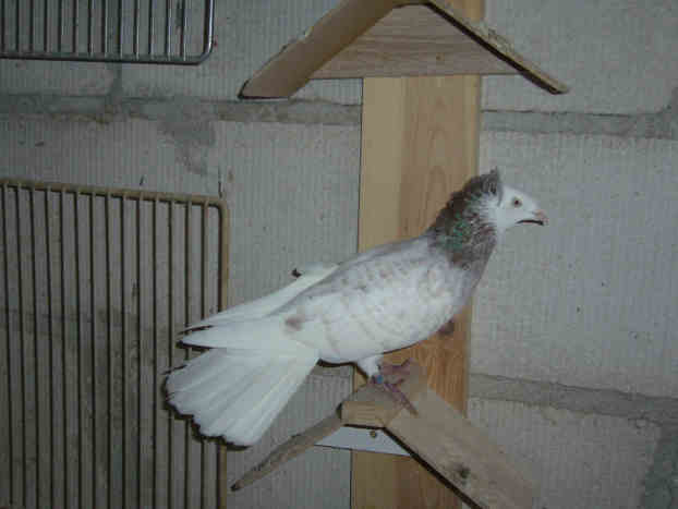 Sokół Gdańśki