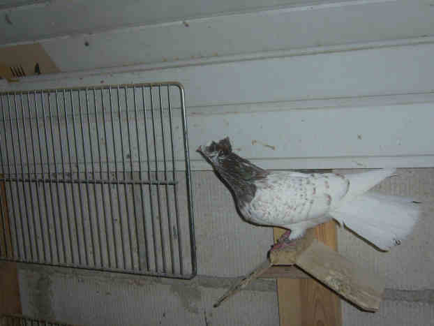 Sokół Gdańśki