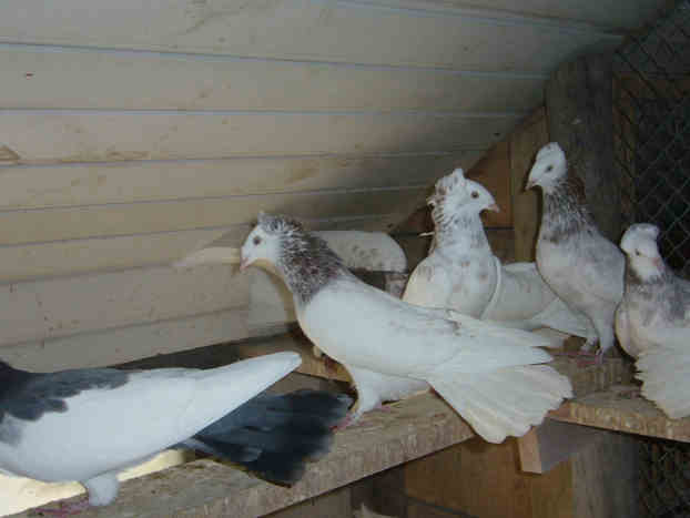 Sokół Gdańśki