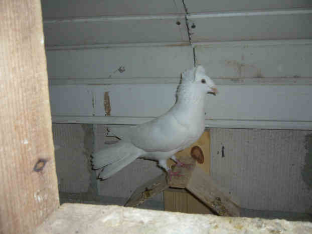 Sokół Gdańśki