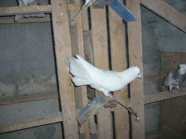 Sokół Gdańśki