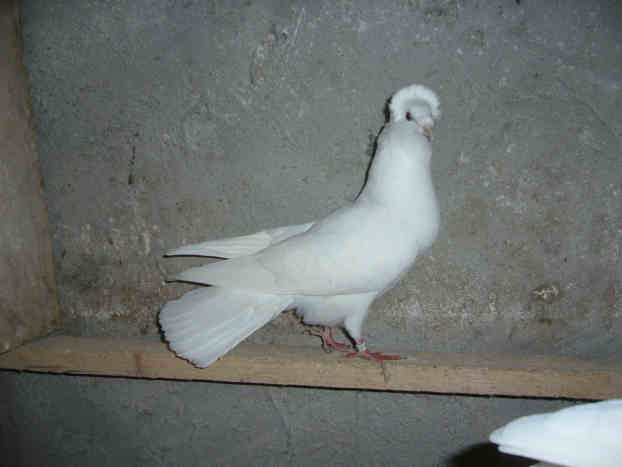 Sokół Gdańśki