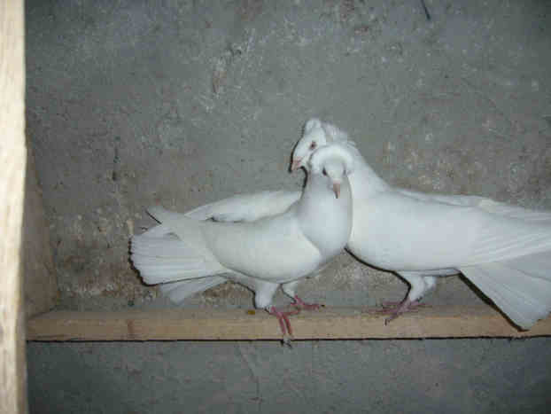 Sokół Gdańśki