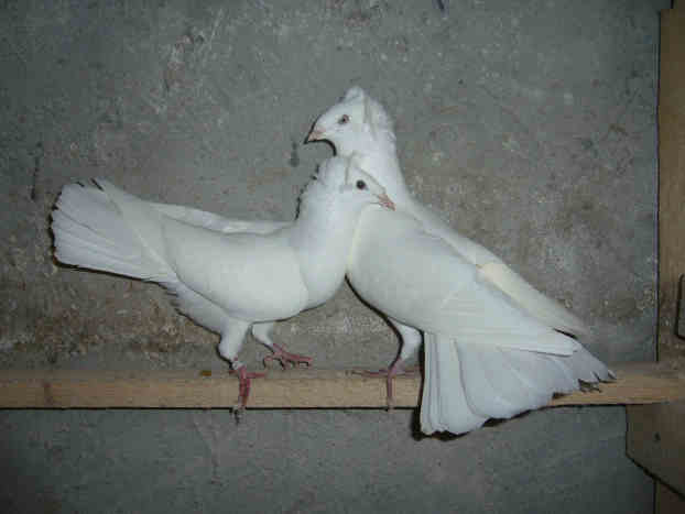 Sokół Gdańśki