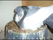 Sokół Gdańśki