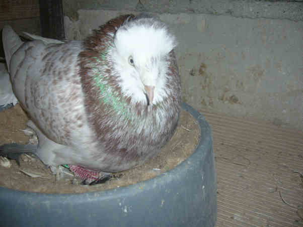 Sokół Gdańśki