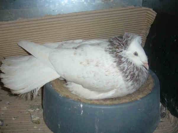 Sokół Gdańśki
