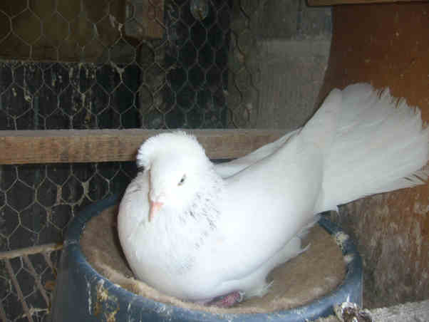 Sokół Gdańśki